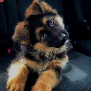 Meet your Posher, Samara